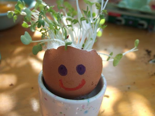 Growing Cress Heads and Cress Initials! - The Imagination Tree